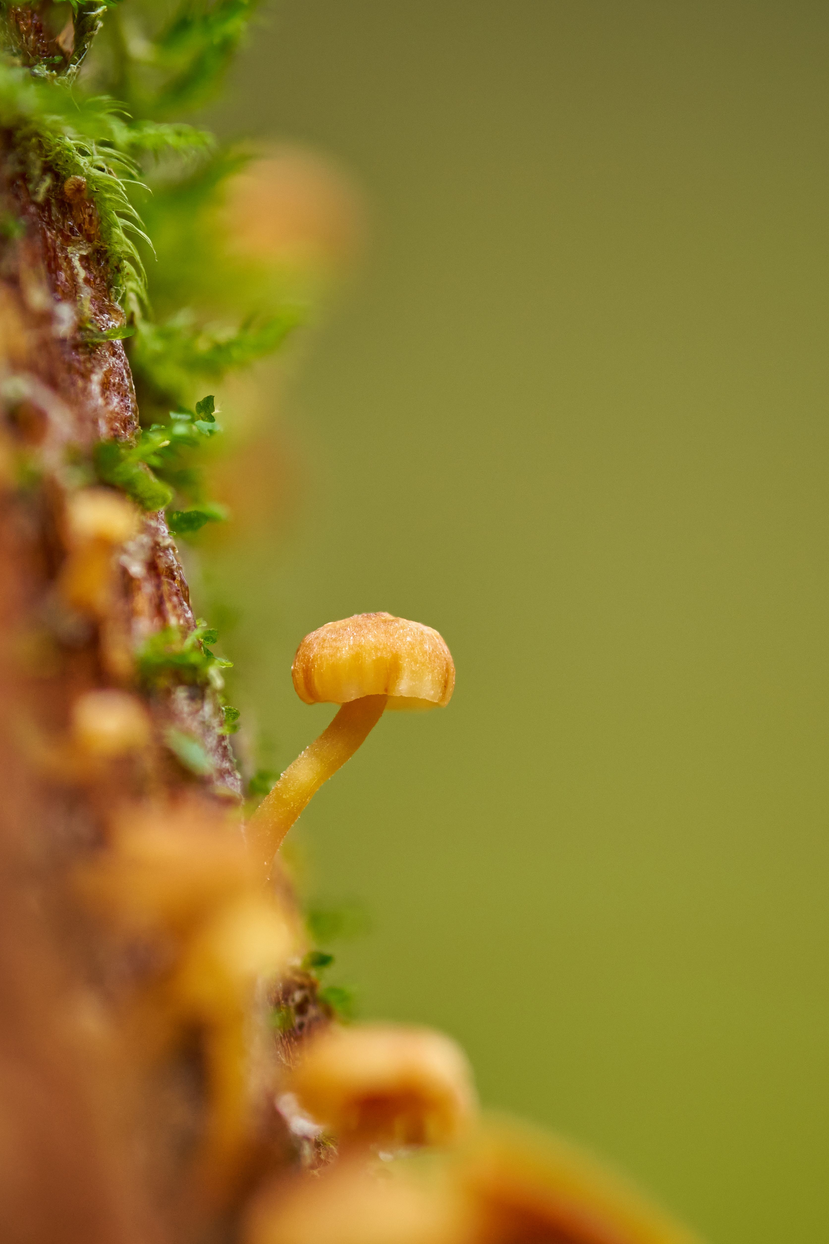 Close-up of Yellow Mushroom on Mossy Tree Trunk · Free Stock Photo