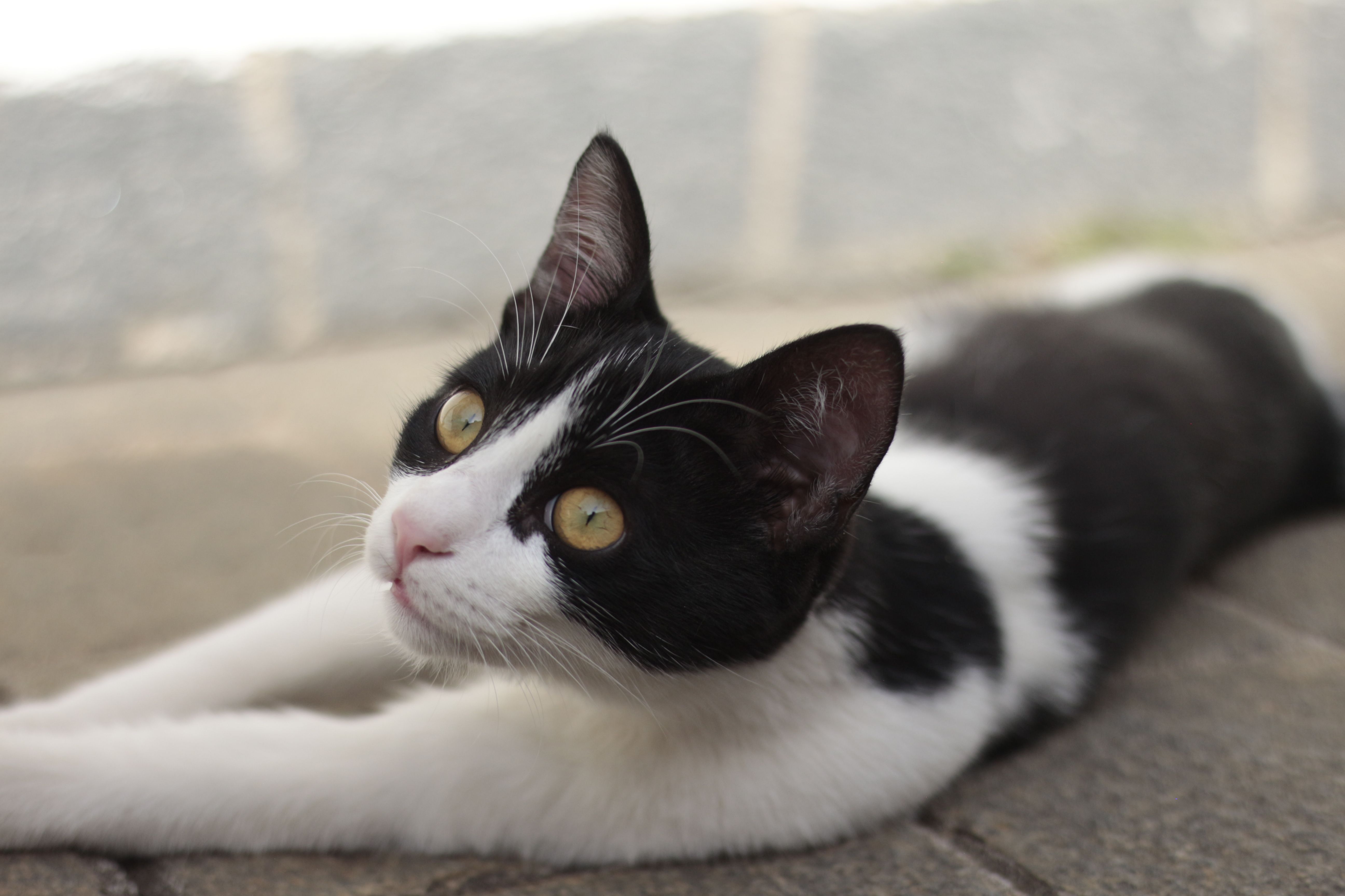 Healthcare and wellness consultation for a cat