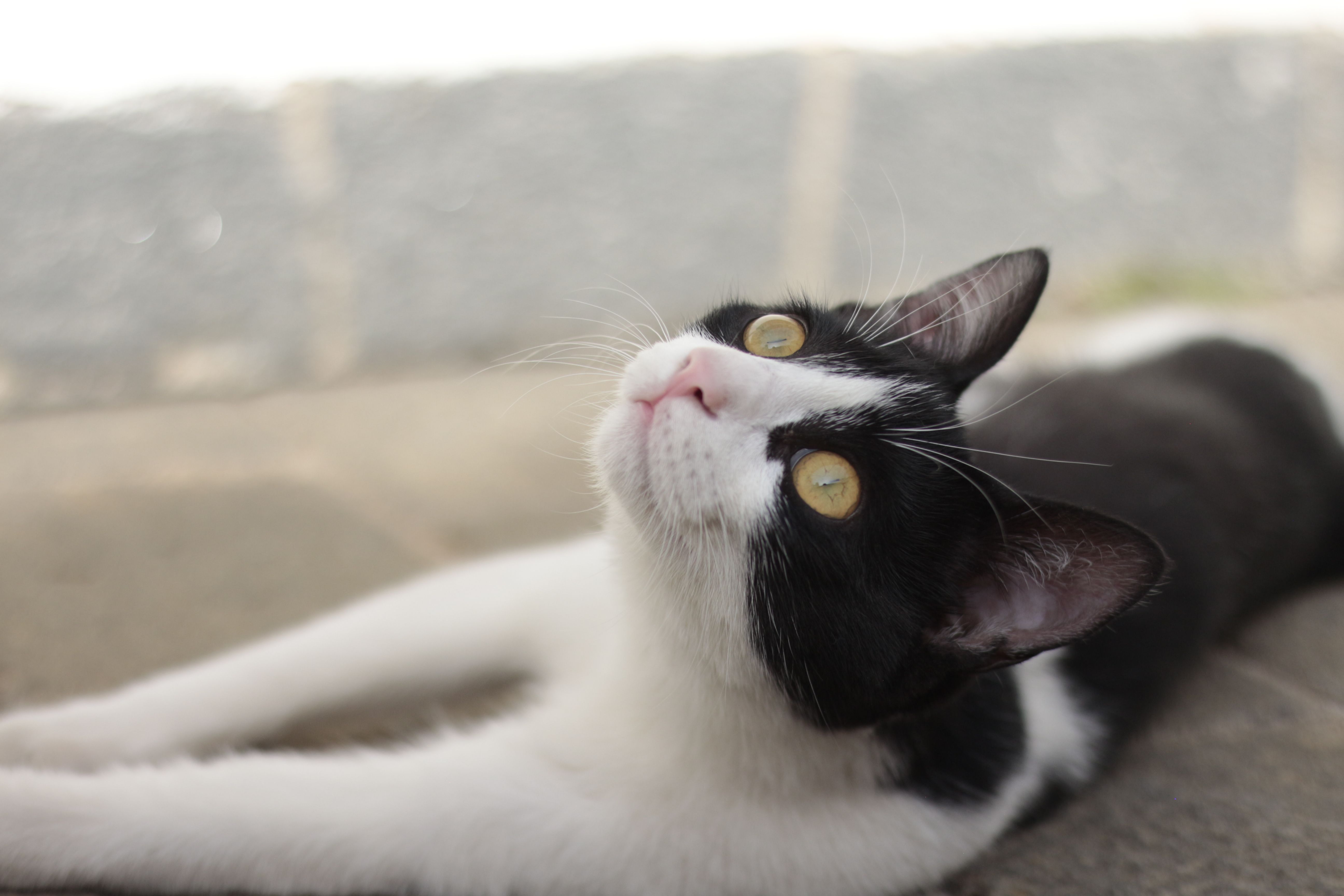 Healthcare and wellness consultation for a cat