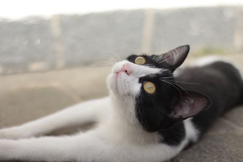 Free A playful black and white cat stretches and looks upwards while lounging outside. Stock Photo