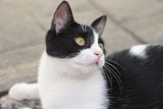 cat photo