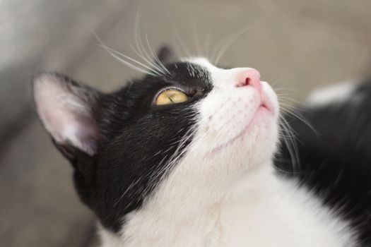 A black and white cat gazes upwards, capturing a moment of feline curiosity.