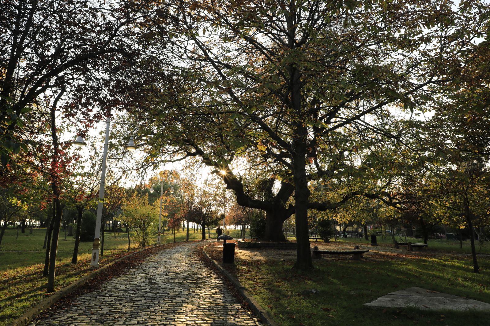 Sunlight filtering through autumn trees over a cobblestone park path