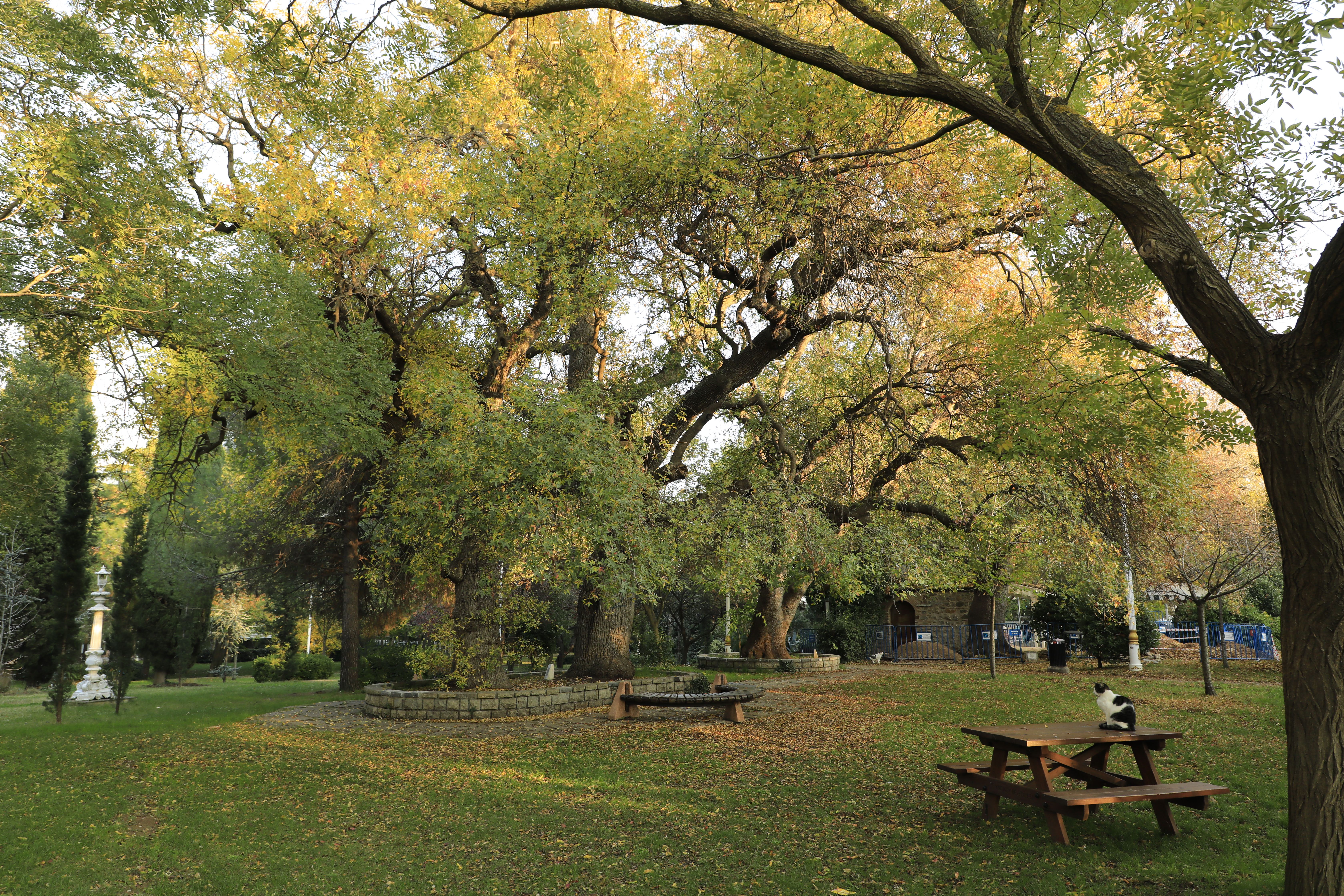 Serene Park Setting with Majestic Trees in Autumn · Free Stock Photo