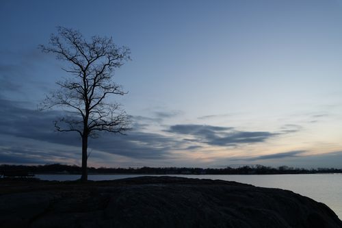 Free Solitary tree silhouette at twilight in Stamford's Cove Island Park overlooking calm waters. Stock Photo