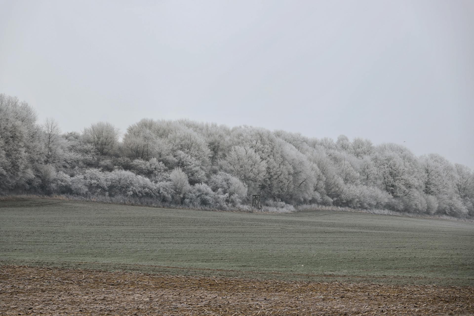 Serene winter landscape of frosted trees and a green meadow under a gray sky.