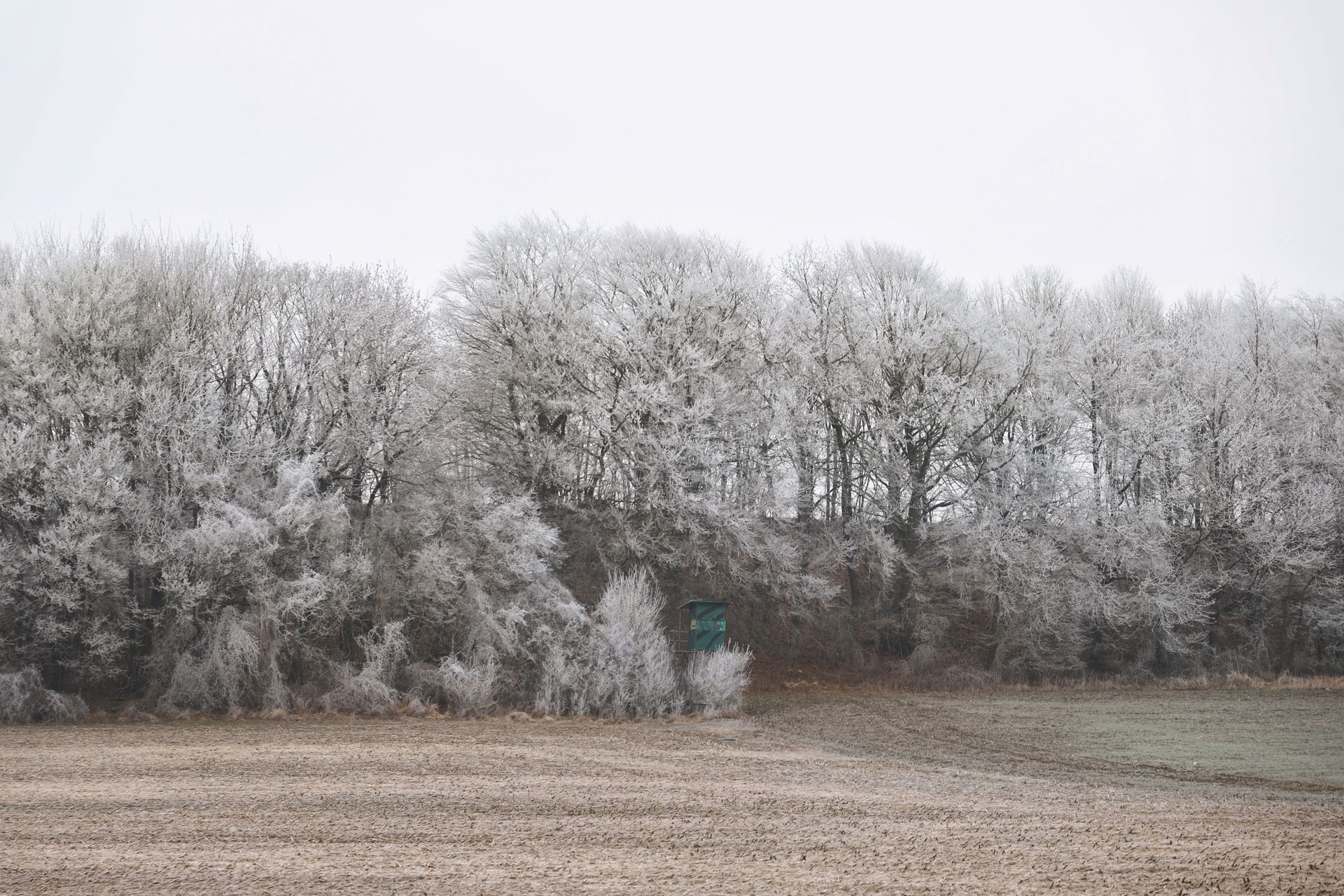 A tranquil winter forest covered in frost under a clear sky, showcasing nature's beauty.