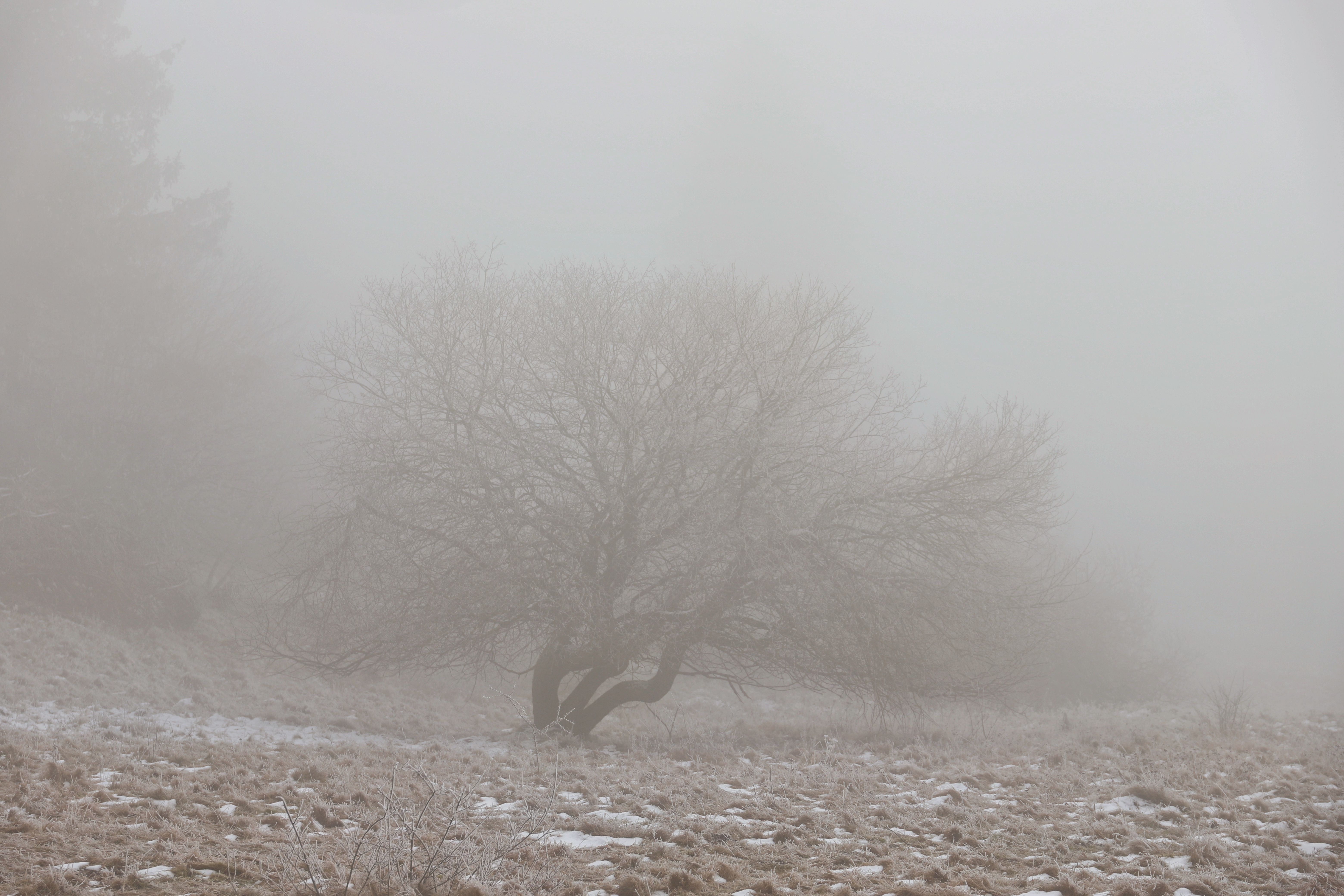 Ethereal Winter Landscape with Foggy Tree · Free Stock Photo