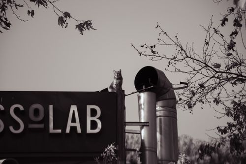 Free A cat perches on a building sign in İstanbul, capturing urban charm. Stock Photo