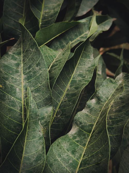 Free Close-up of lush green tropical leaves with textured details in Chandpur, India. Stock Photo