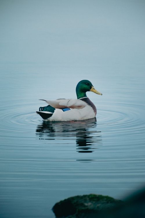 Free A peaceful mallard duck (Anas platyrhynchos) gracefully gliding on water during sunset in Istanbul. Stock Photo