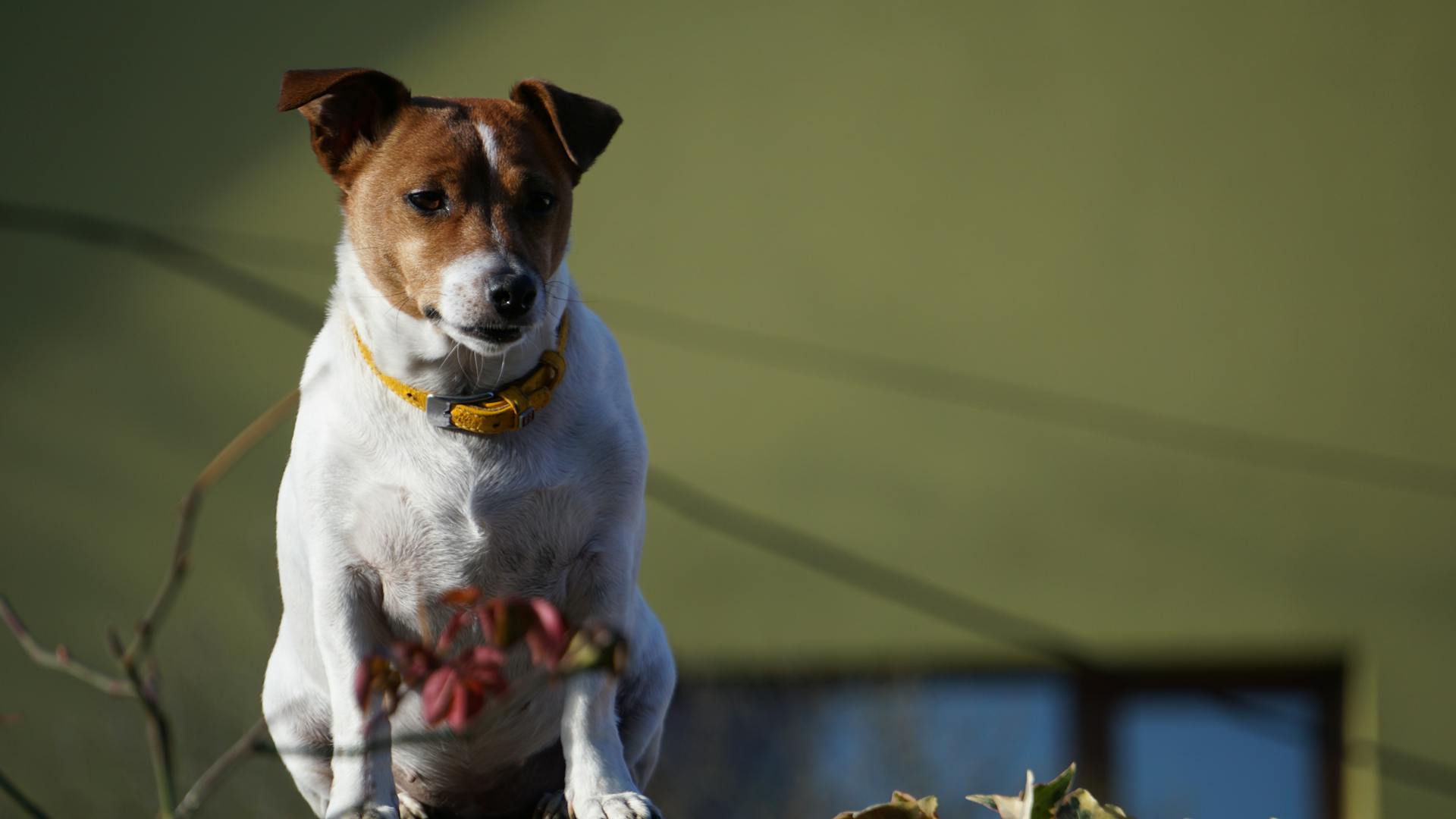 A Jack Russell Terrier sits outdoors, wearing a yellow collar, gazing forward.