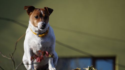 Free A Jack Russell Terrier sits outdoors, wearing a yellow collar, gazing forward. Stock Photo