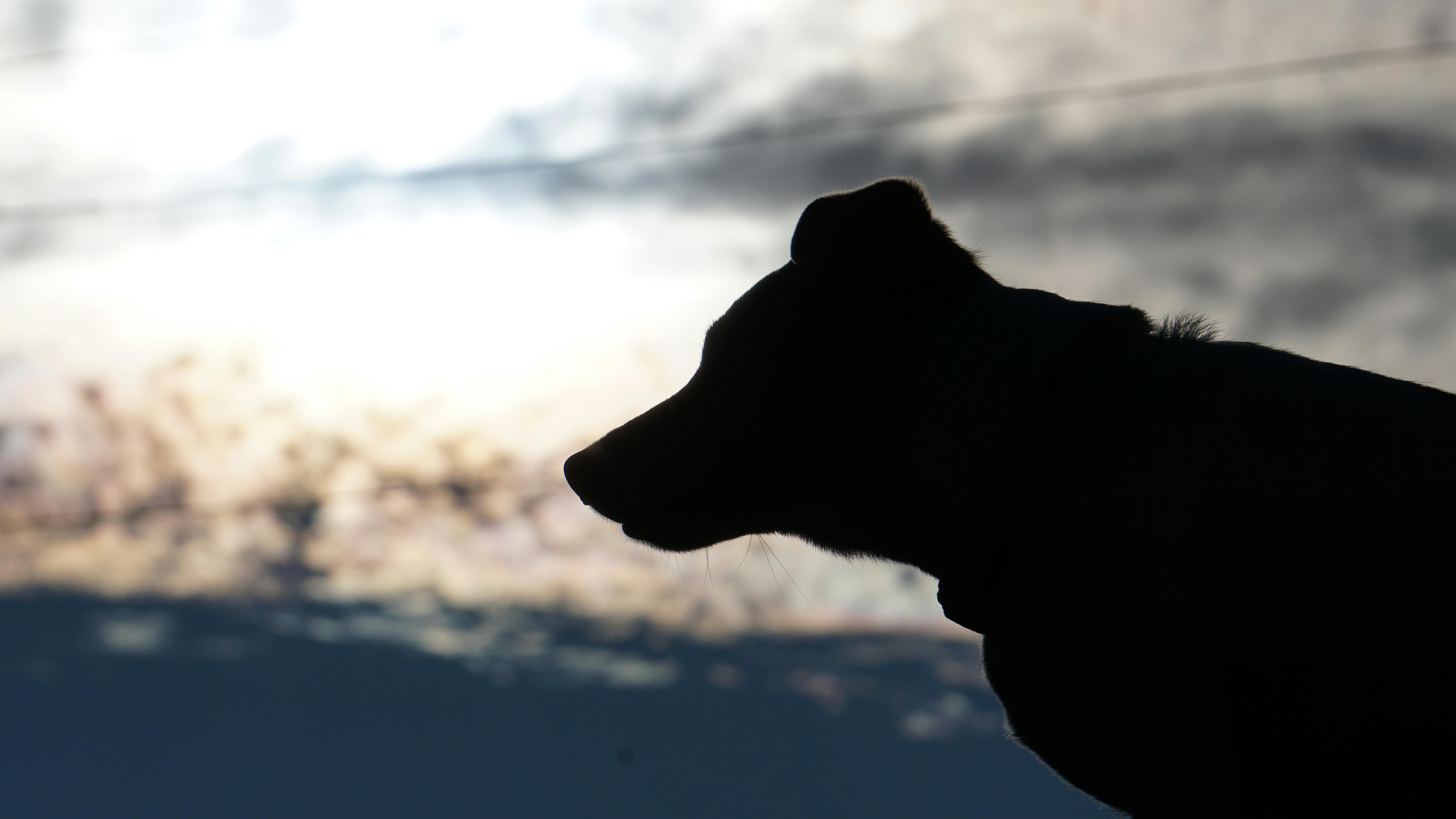 Silhouette of a dog against a dynamic sky at sunset, creating a dramatic effect.