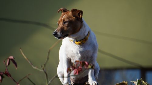 Free Charming Jack Russell Terrier sitting outside on a sunny day. Stock Photo