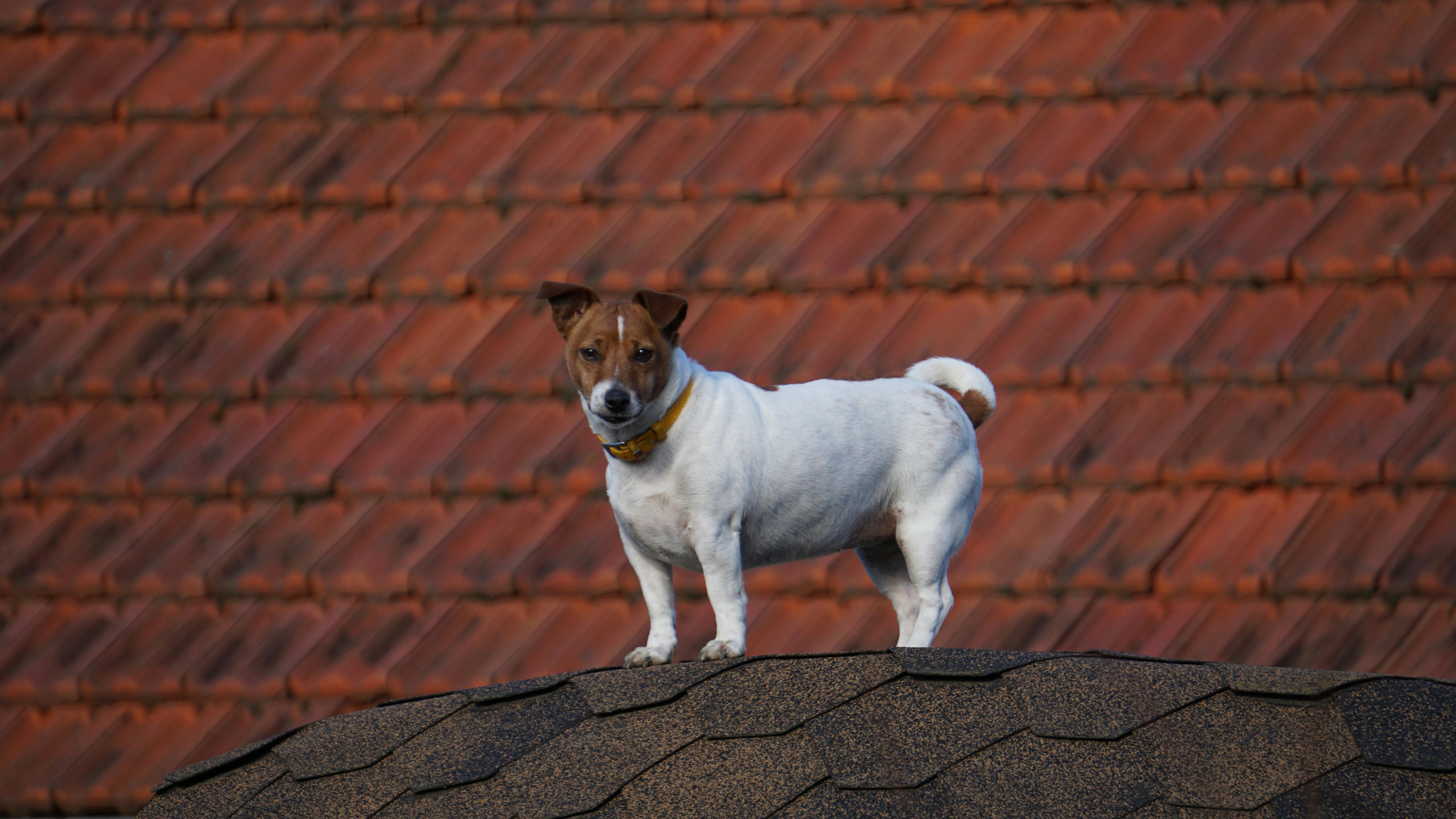 Playful Jack Russell Terrier standing on a rooftop against a brick wall.