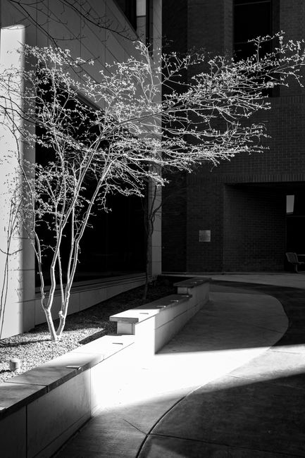 Black and white photo of a tree casting shadows in a modern city courtyard.