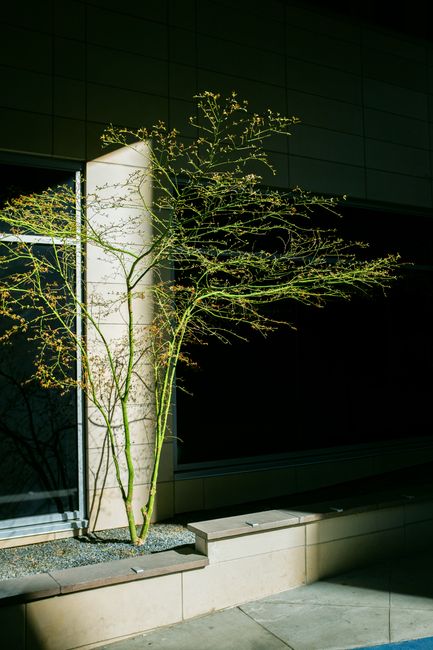 A delicate tree stands beside a modern architectural structure, casting intriguing shadows.