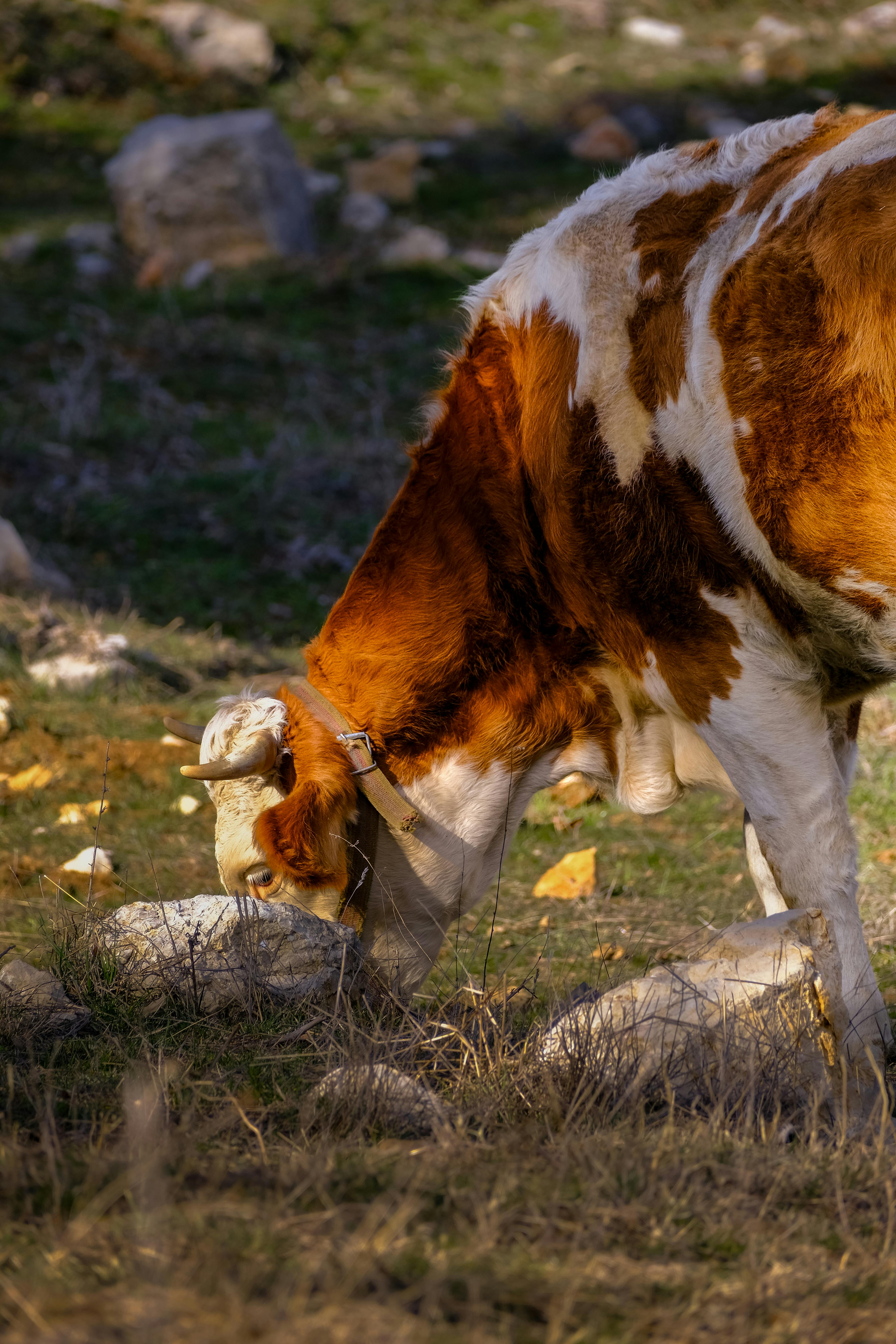 Gratuit Photos gratuites de agriculture, animal, animal à cornes Photos