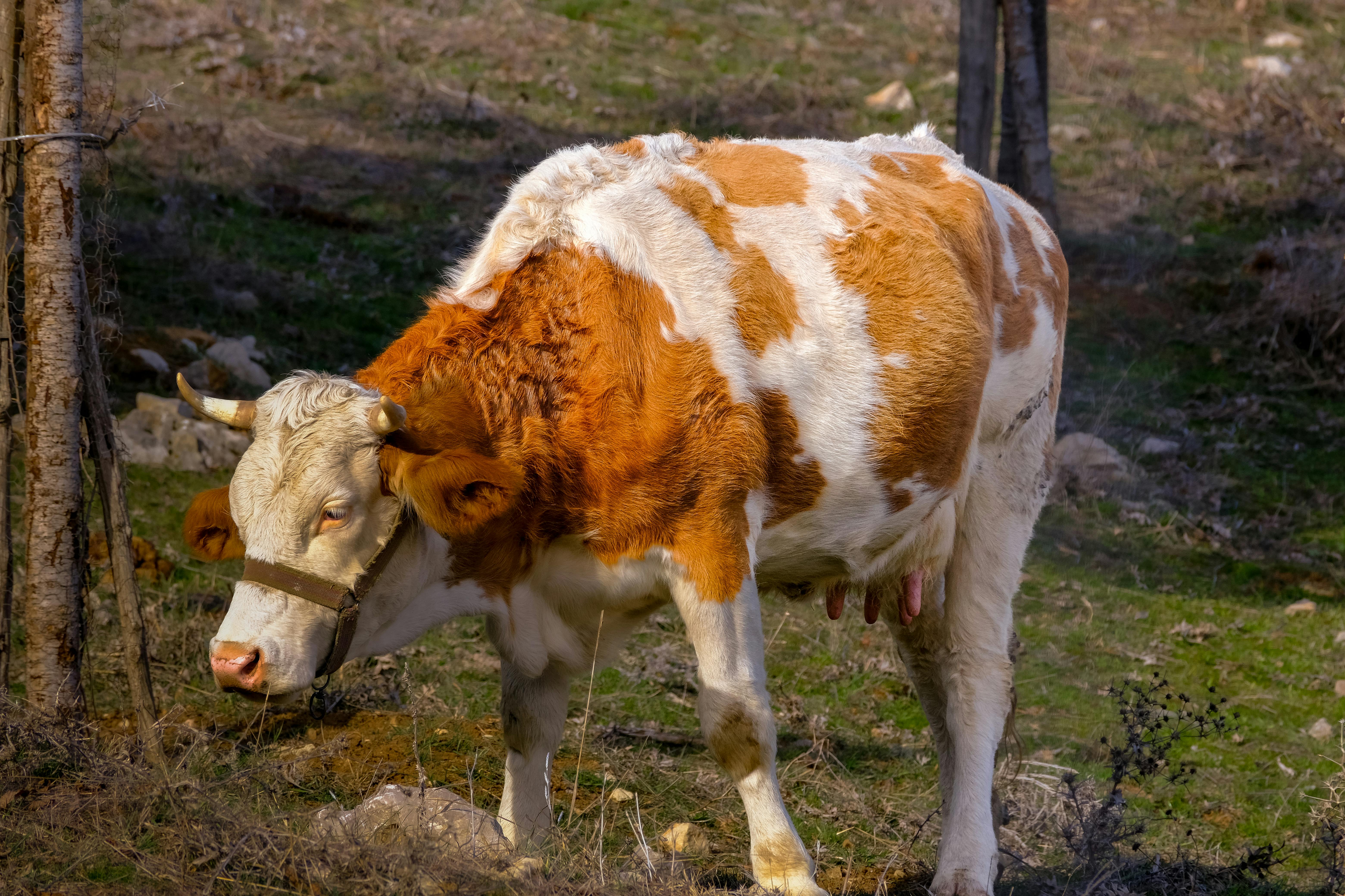 Gratuit Une vache brune et blanche paisible broutant dans un pâturage vert luxuriant par une journée ensoleillée. Photos