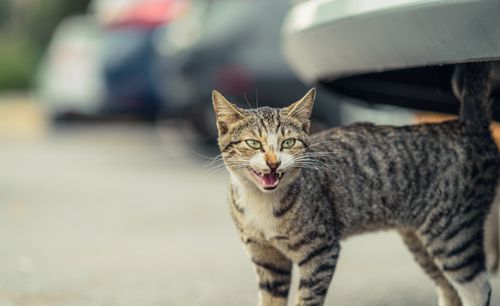 Free A close-up photo of a striped stray cat meowing outdoors in a city setting. Stock Photo