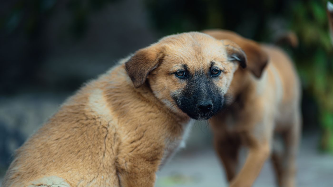 Dog Vaccination Questions New Owners Always Ask