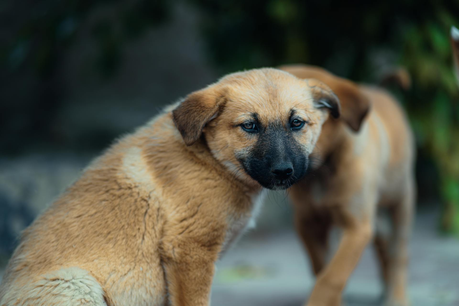 Two brown puppies outdoors looking around. Cute and curious expressions.