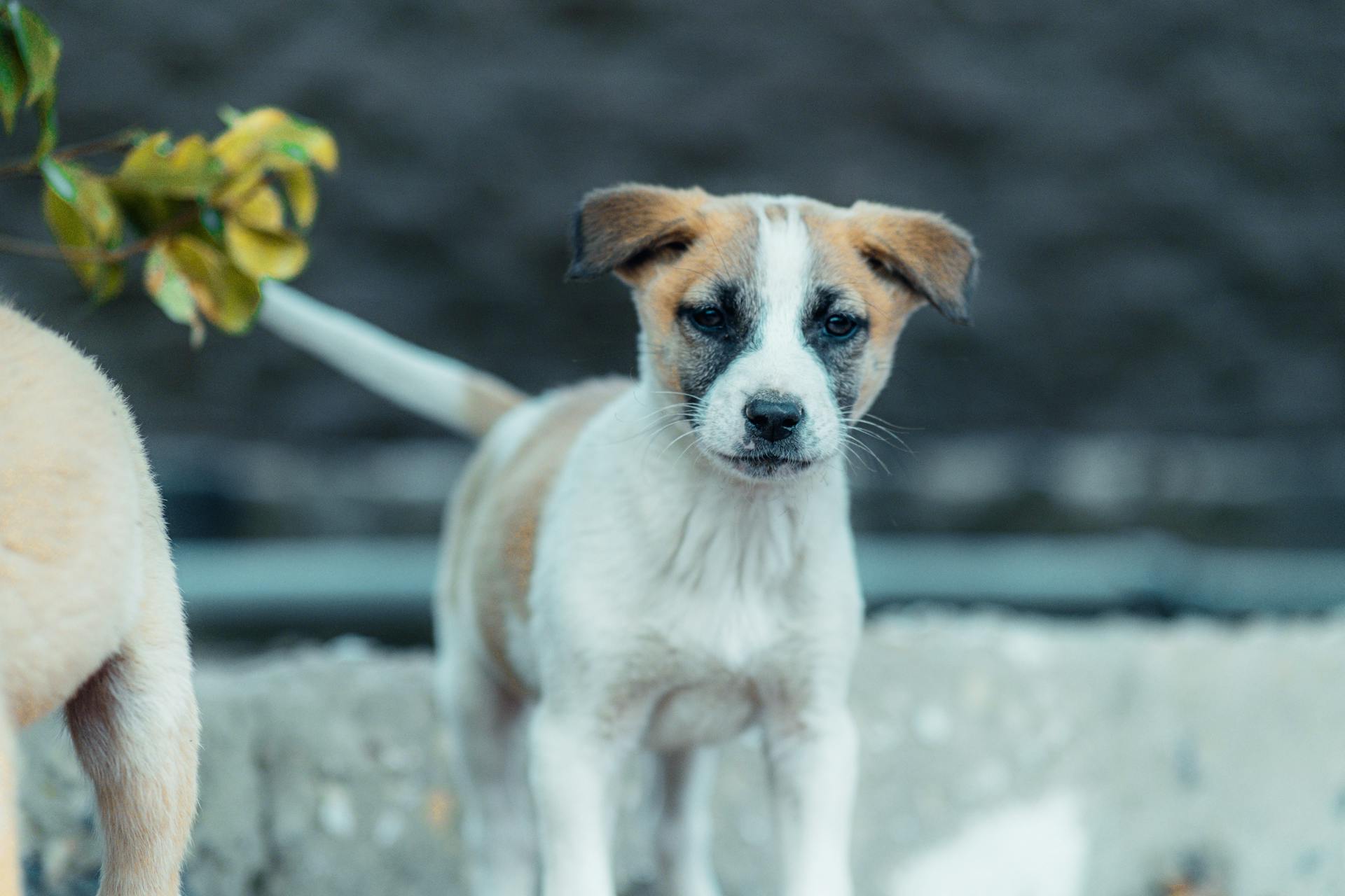 Cute mixed breed puppy outdoors on a concrete slab, looking attentively.