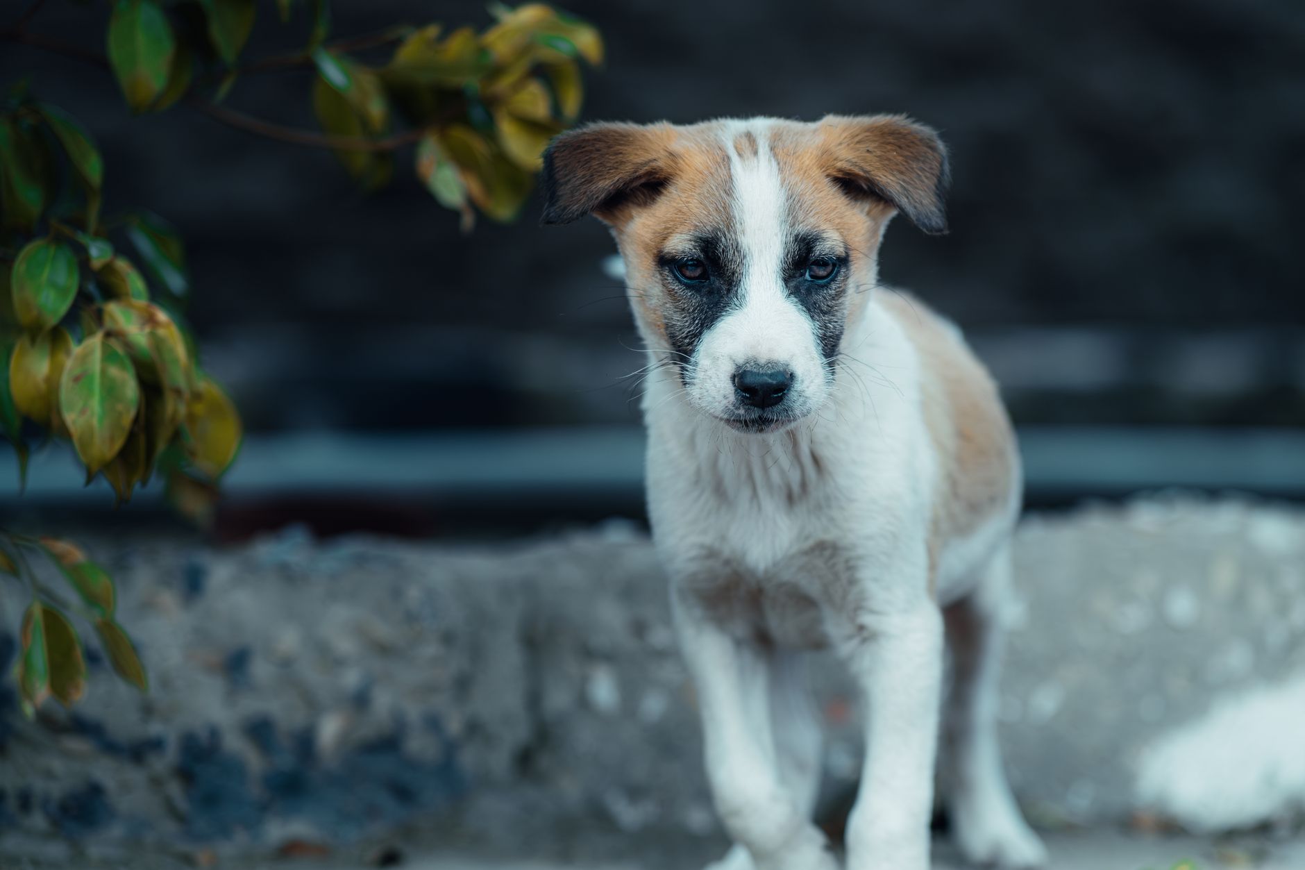 Portrait of a dog at a veterinary clinic