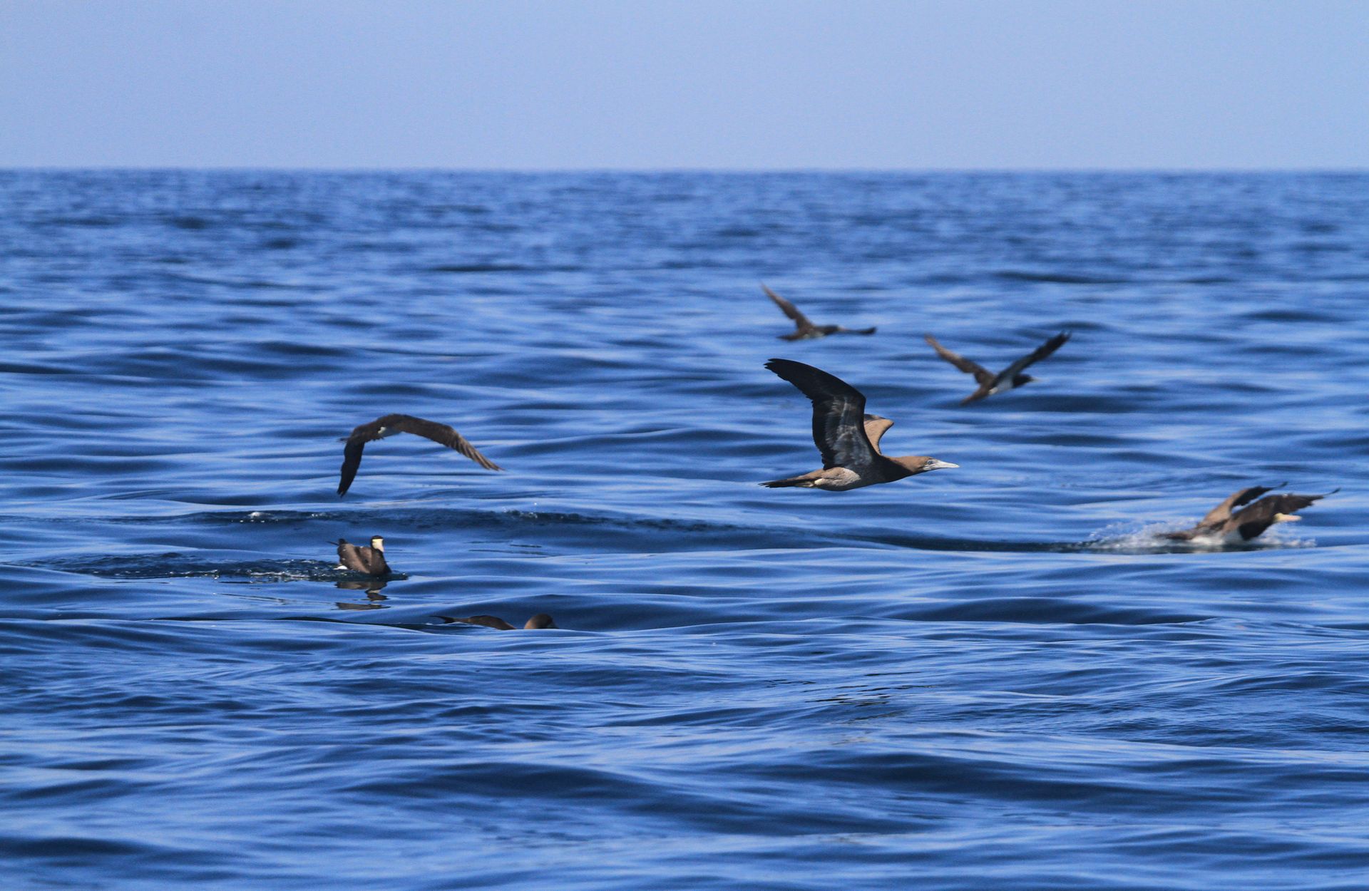 A flight of seabirds gliding over the blue ocean, capturing the serenity of nature in Brazil.