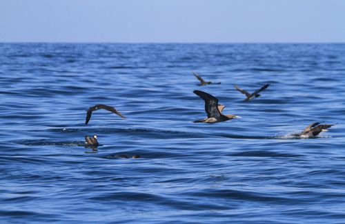 Free A flight of seabirds gliding over the blue ocean, capturing the serenity of nature in Brazil. Stock Photo