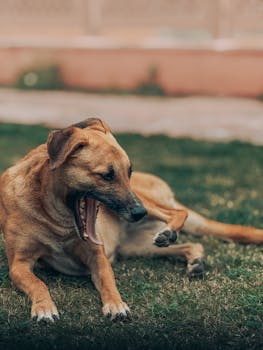 Delhi given eight weeks to round up hundreds of thousands of stray dogs 