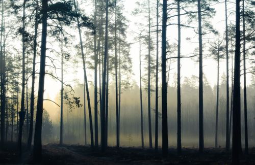 Free A serene forest landscape with tall trees shrouded in morning mist, creating a peaceful atmosphere. Stock Photo