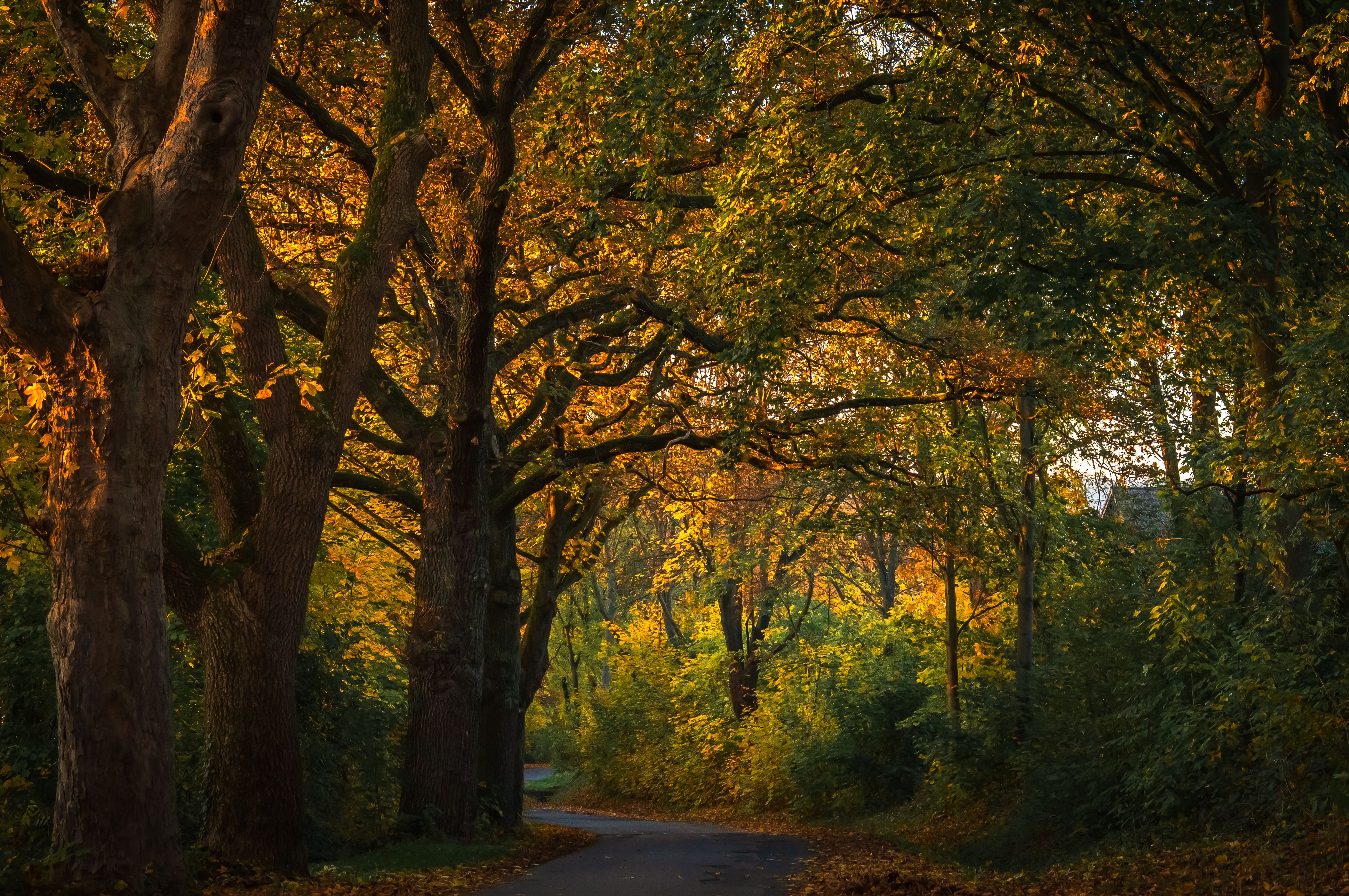 Rue bordée de chênes à Newlands, les versants est de Table Mountain et la forêt derrière