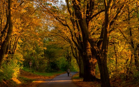A peaceful stroll down a leaf-strewn path in a sunlit autumn forest.