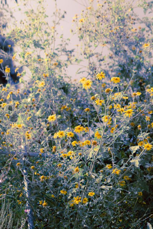 Free Vibrant yellow wildflowers blooming in Heroica Puebla de Zaragoza. Stock Photo