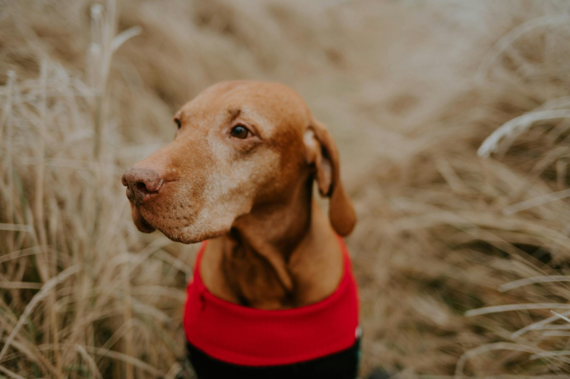 A Vizsla dog wearing a red outfit in a winter field setting.