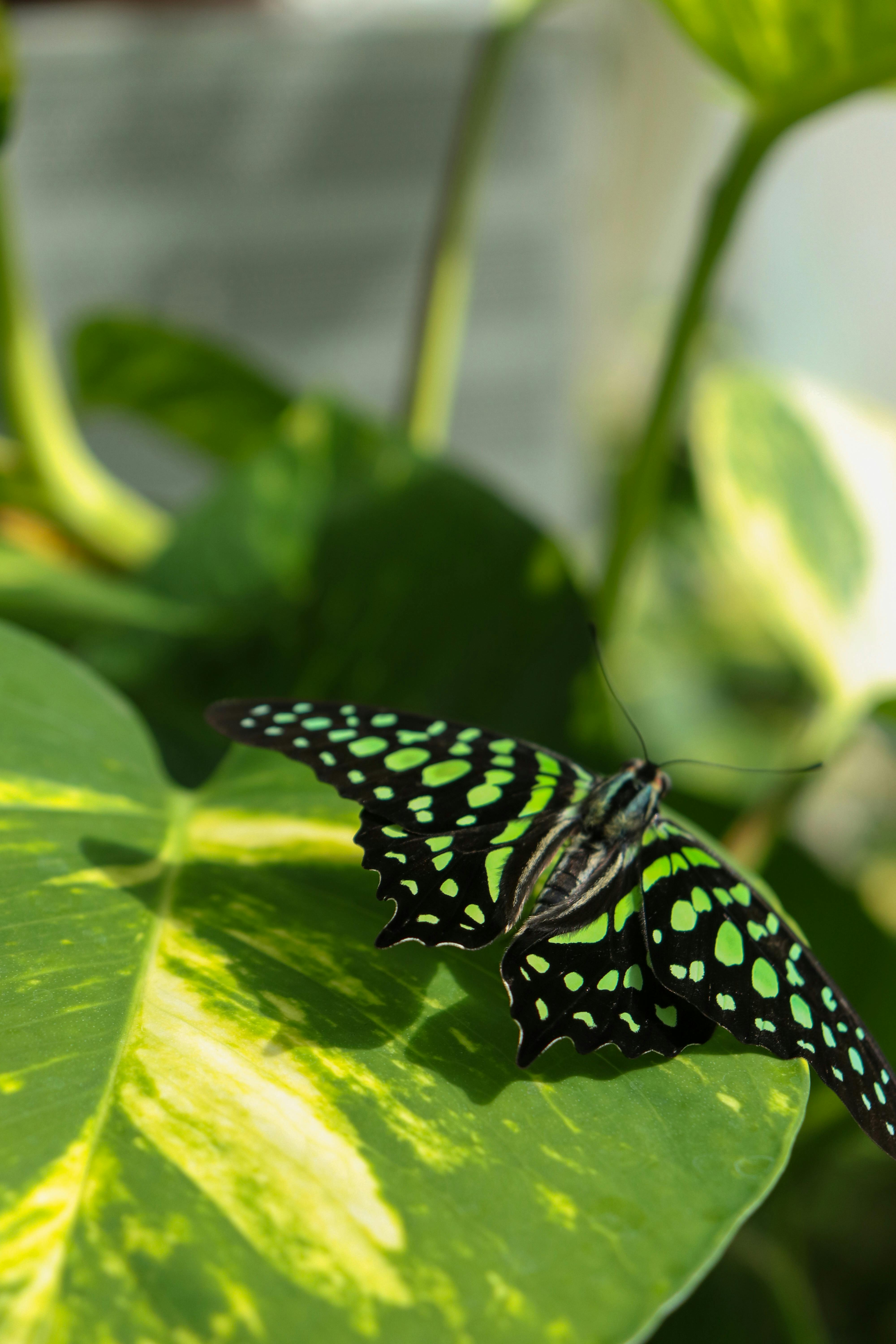 Close-up of a green-spotted Tailed Jay butterfly perched on a lush leaf.