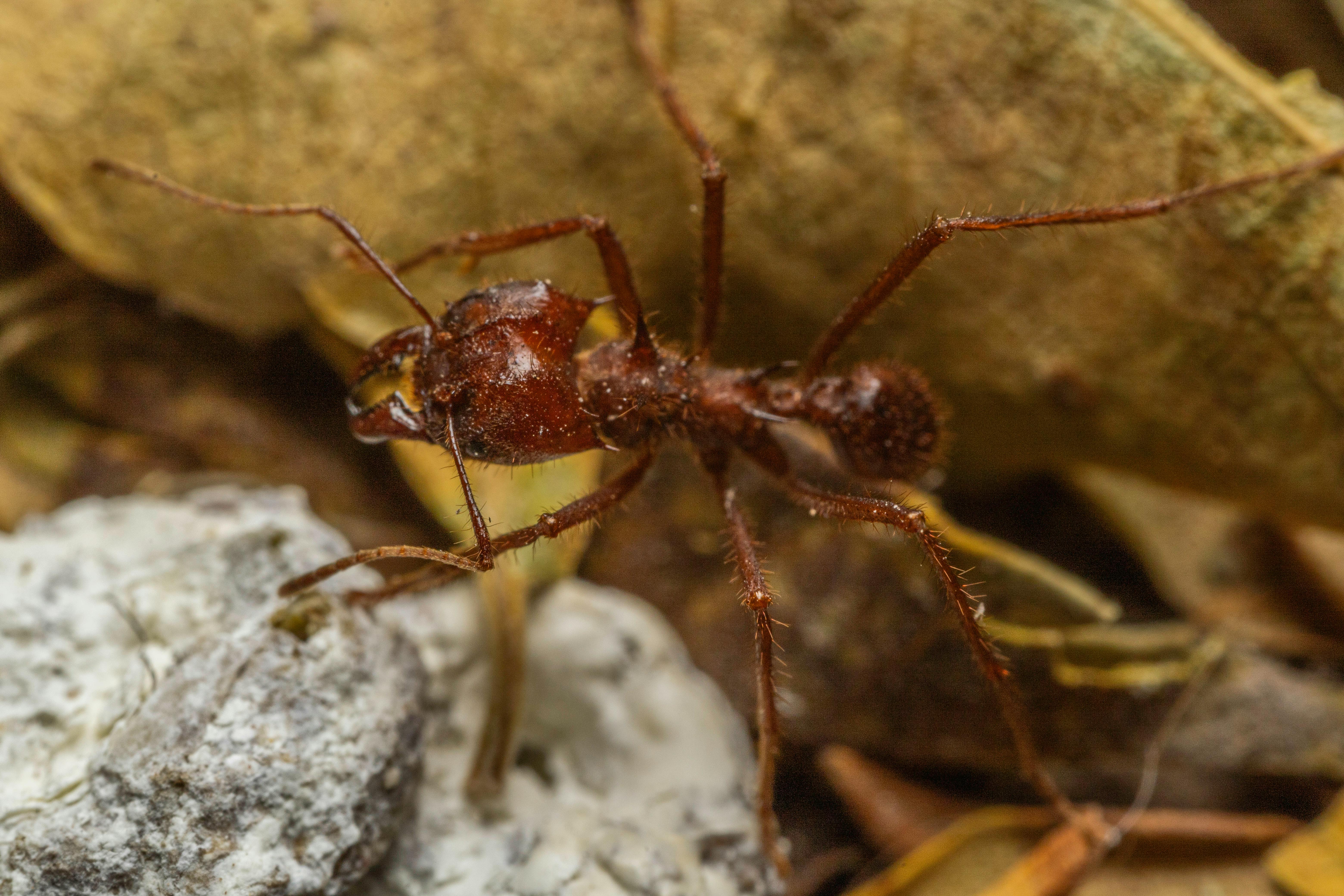 Manejo Ecológico y Biotecnológico de Hormigas Cortadoras en Horticultura