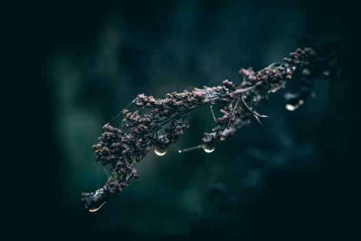 A detailed shot capturing droplets on a dry plant branch, highlighting nature's beauty.