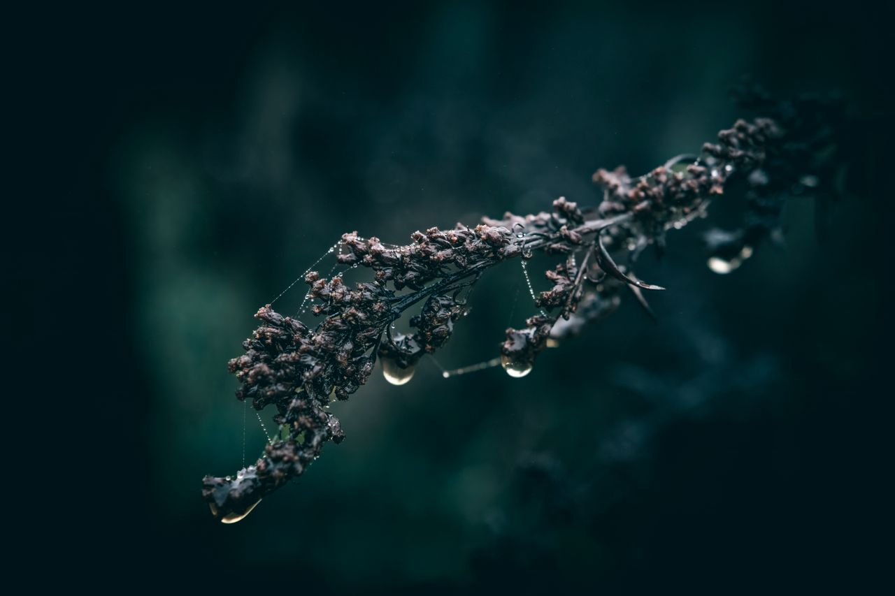 a detailed shot capturing droplets on a dry plant branch highlighting