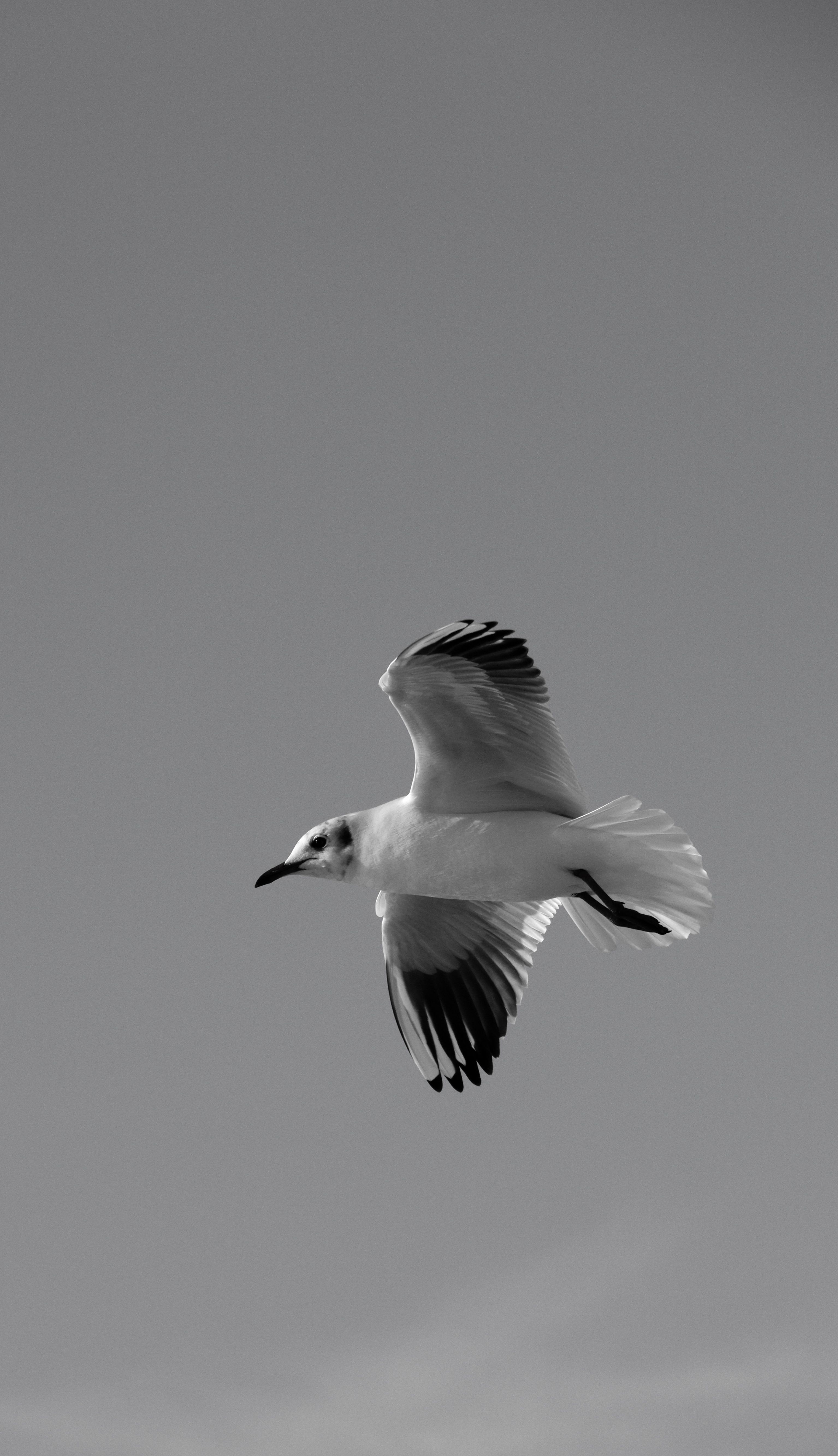 Graceful Seagull Soaring in Black and White · Free Stock Photo