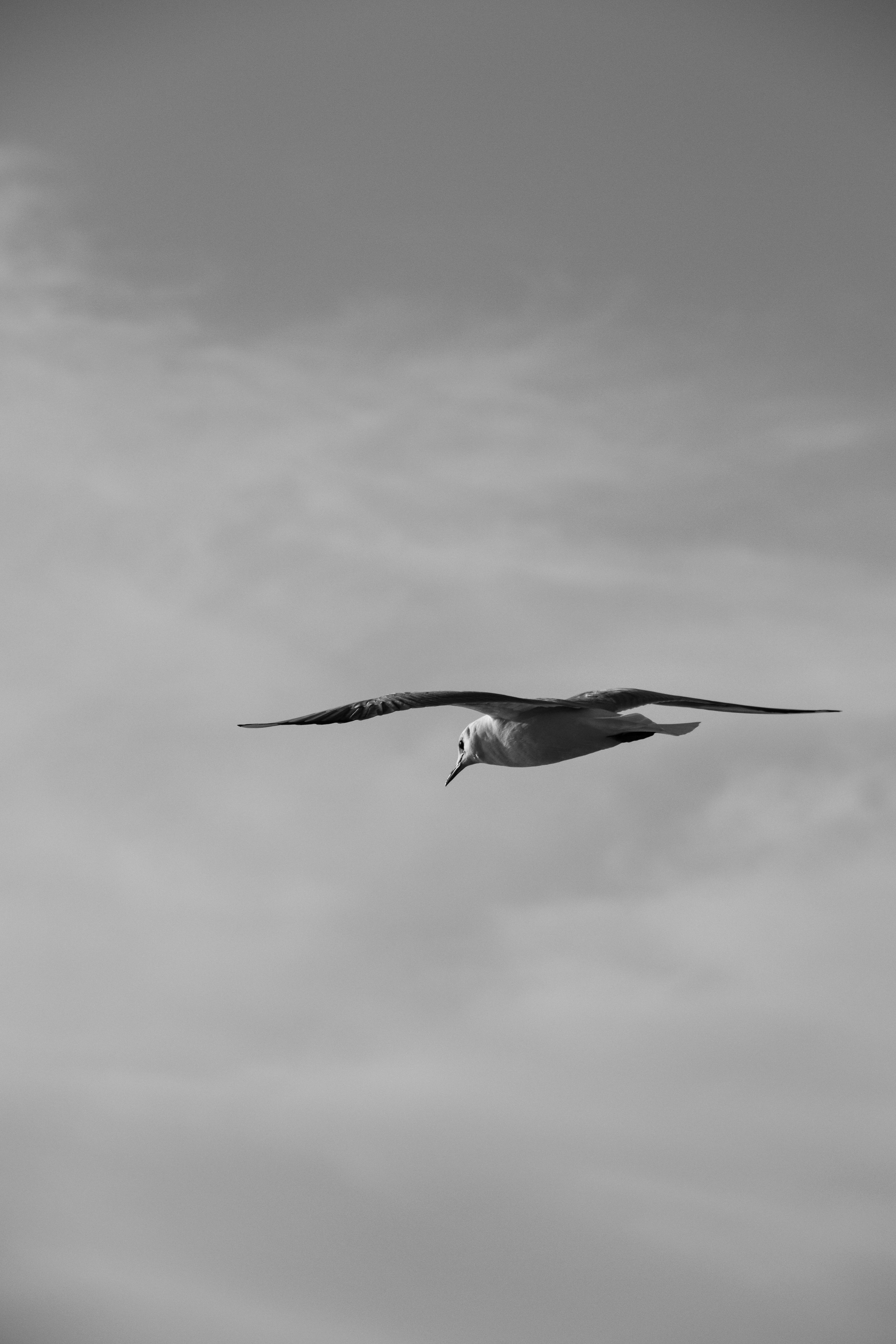 Black and White Seagull Soaring in the Sky · Free Stock Photo