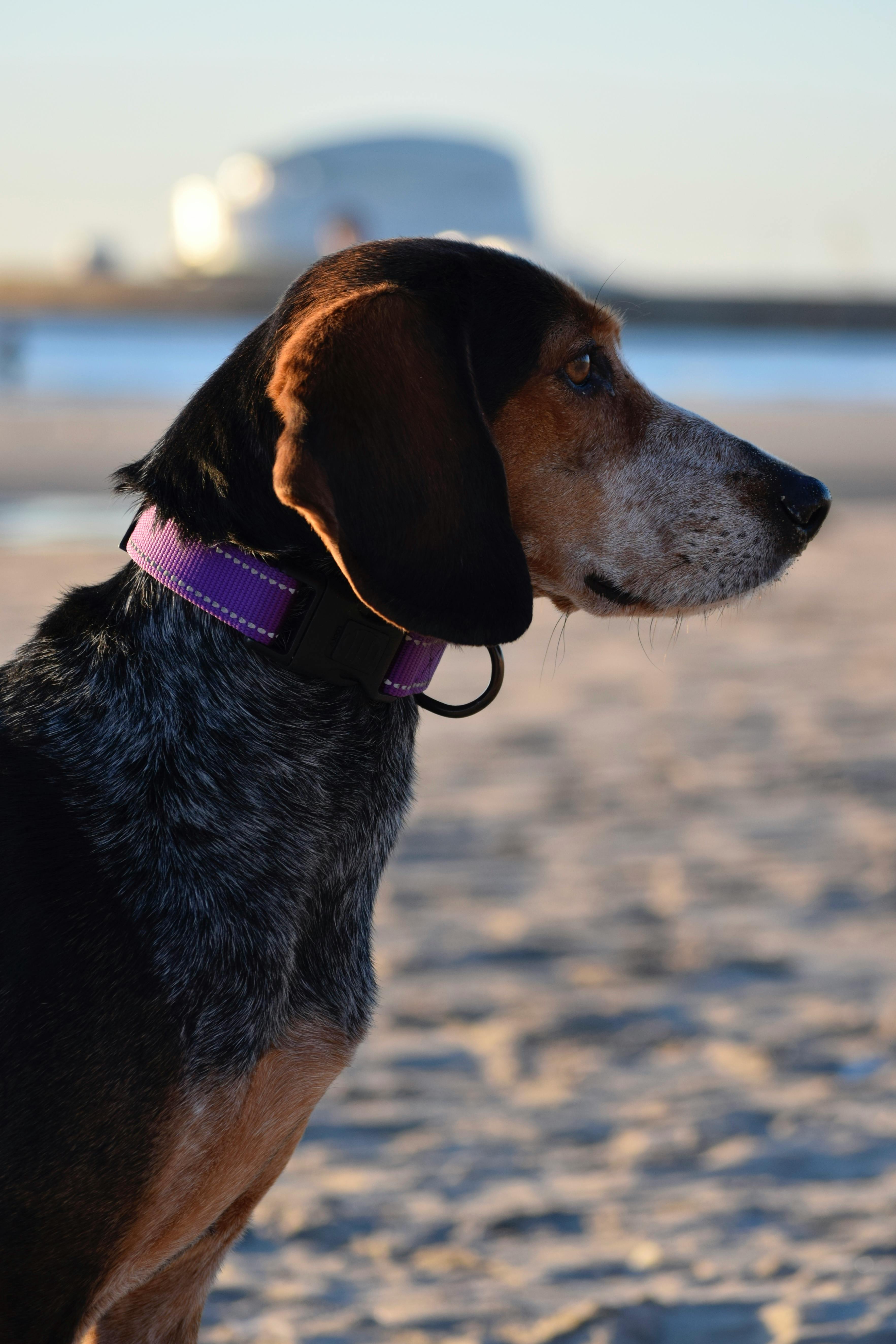 A hound dog with a purple collar on Matosinhos Beach at sunset in Porto, Portugal.