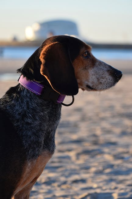 A hound dog with a purple collar on Matosinhos Beach at sunset in Porto, Portugal.