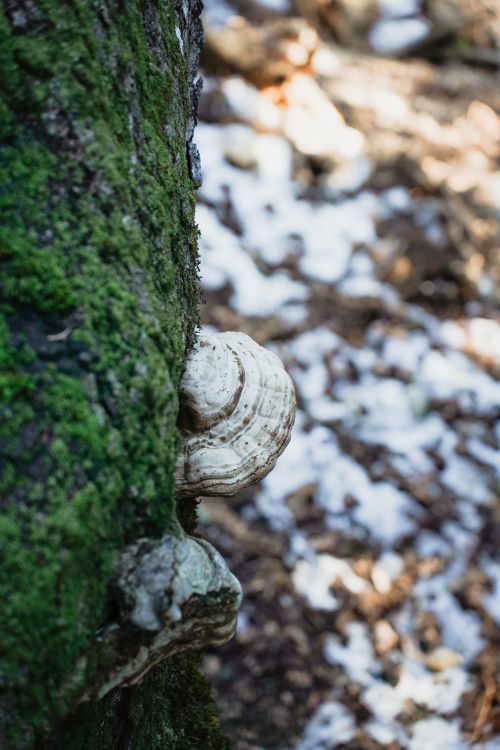 Free Close-up of tree trunk lichen in a forest with snow in winter. Stock Photo