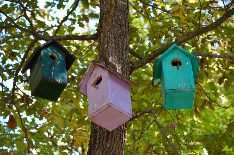 Three colorful birdhouses hanging on a tree, surrounded by lush green leaves.