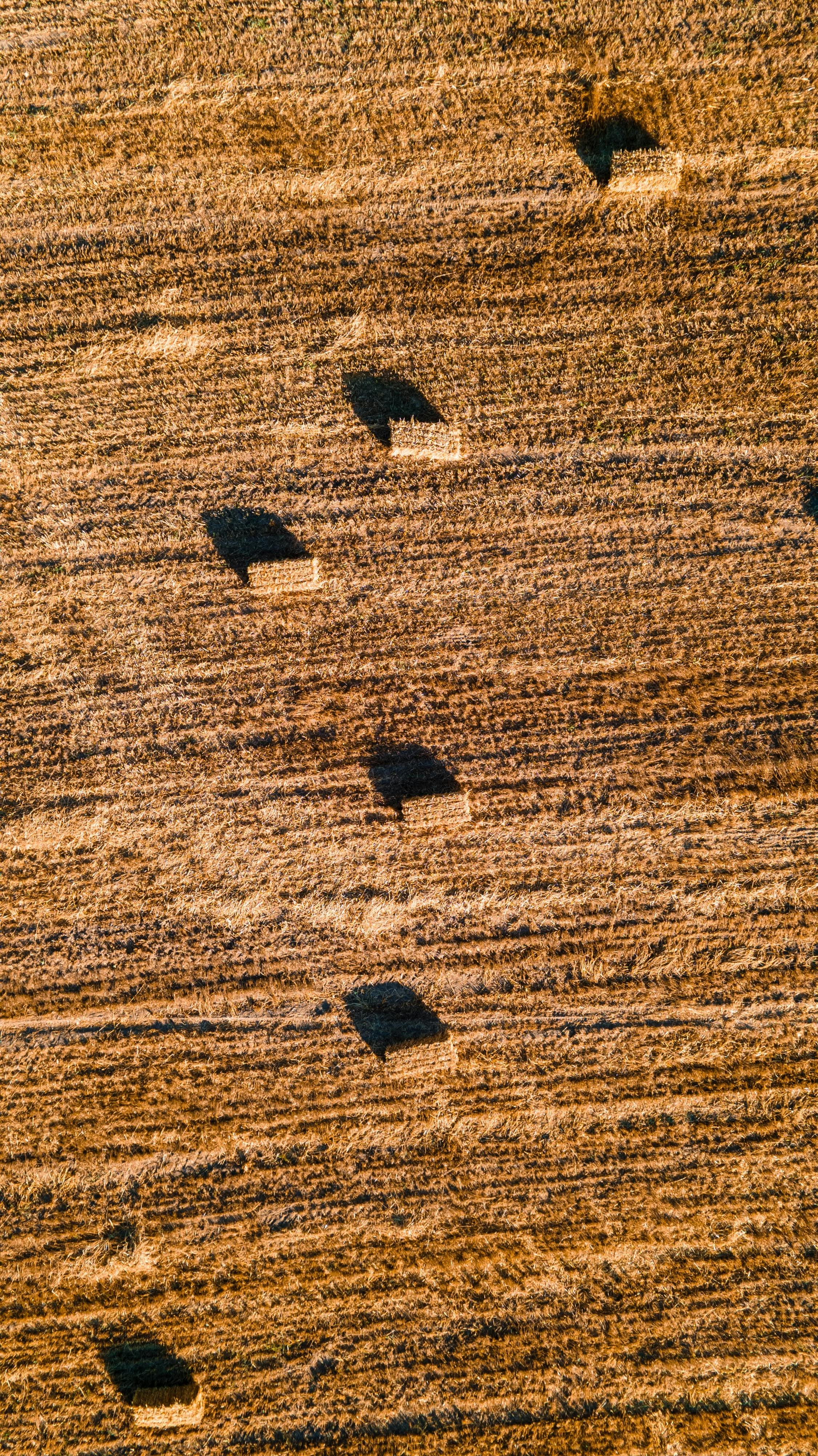 aerial view of harvested wheat field in turkey