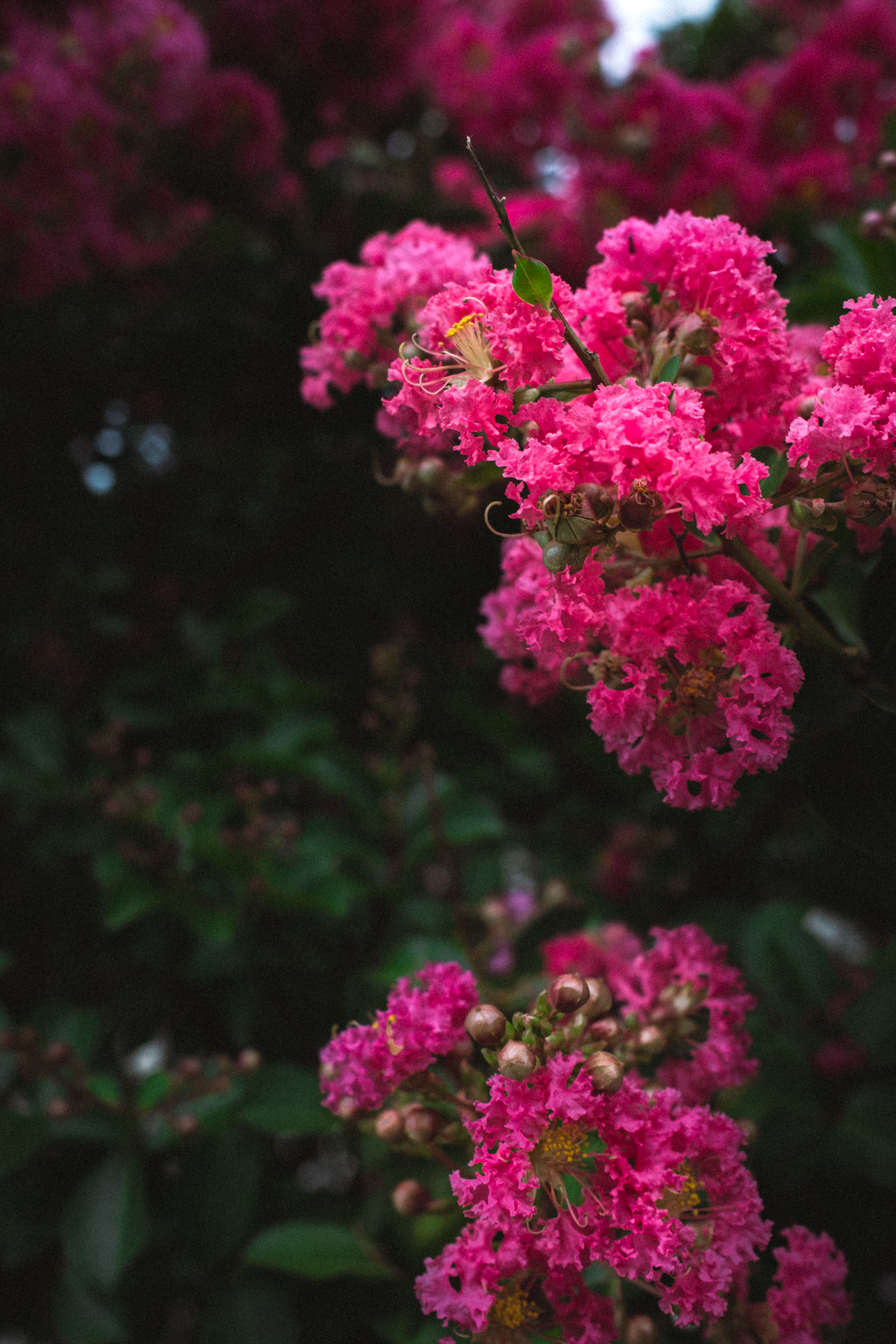 [ColoSach]-beautiful-crepe-myrtle-flowers-in-full-bloom-with-lush-green-leaves-in-chattanooga,-tn.