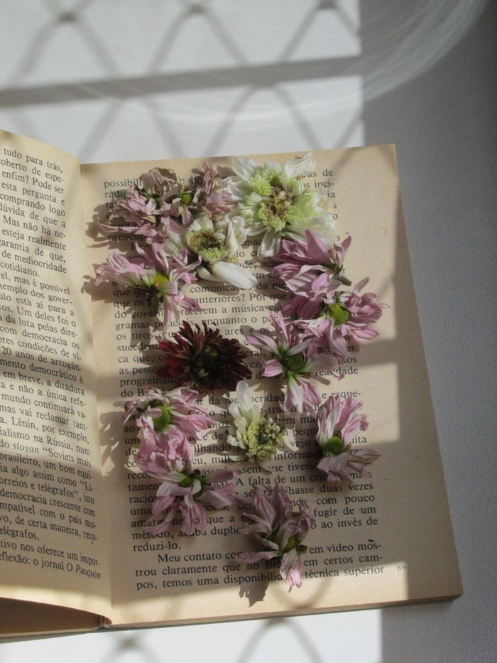 Dried flowers resting on the pages of an open book in soft sunlight
